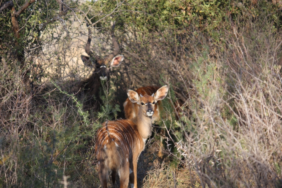 4 Bedroom Property for Sale in Vredefort Free State